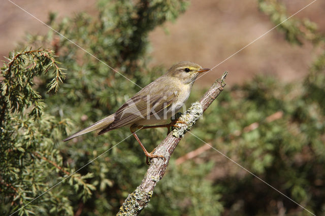 Willow Warbler (Phylloscopus trochilus)