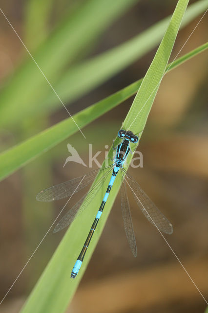 Gaffelwaterjuffer (Coenagrion scitulum)