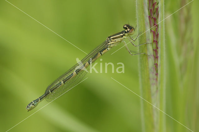 Gaffelwaterjuffer (Coenagrion scitulum)