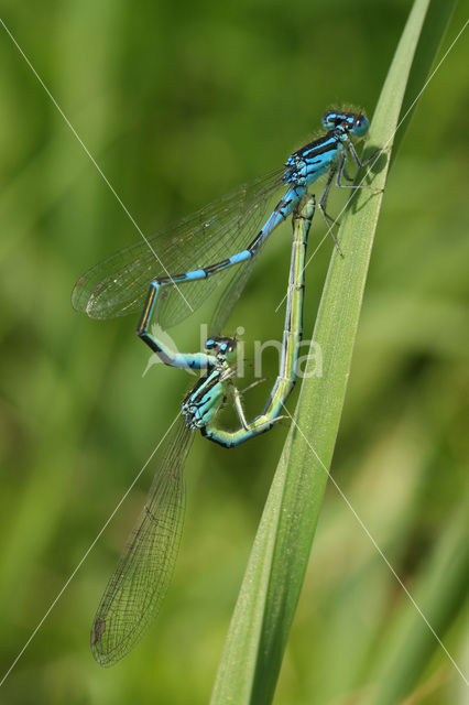 Gaffelwaterjuffer (Coenagrion scitulum)