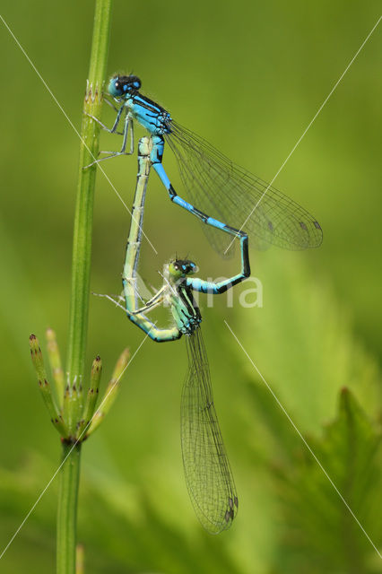 Dainty Damselfly (Coenagrion scitulum)