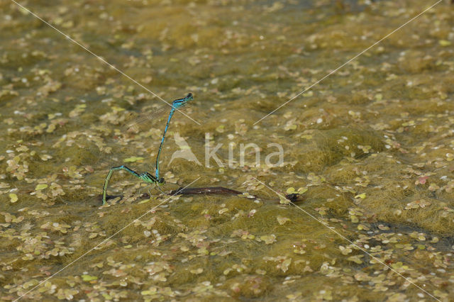 Gaffelwaterjuffer (Coenagrion scitulum)