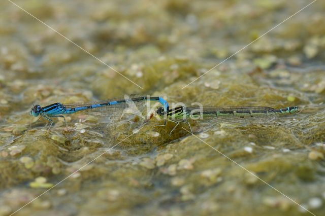 Gaffelwaterjuffer (Coenagrion scitulum)