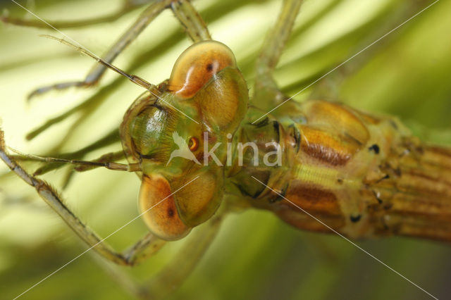 Gaffelwaterjuffer (Coenagrion scitulum)