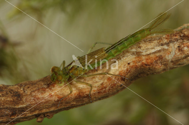 Gaffelwaterjuffer (Coenagrion scitulum)