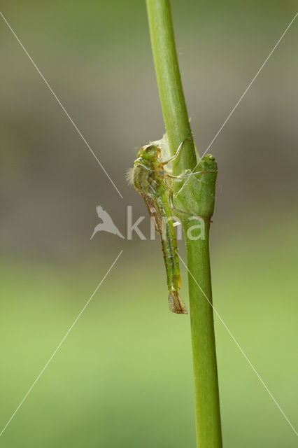 Gaffelwaterjuffer (Coenagrion scitulum)