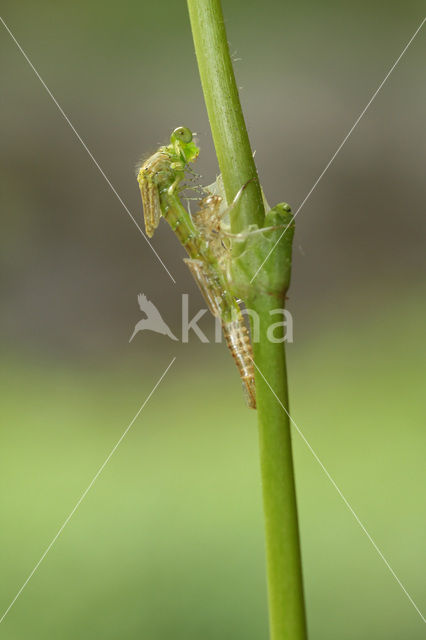 Gaffelwaterjuffer (Coenagrion scitulum)