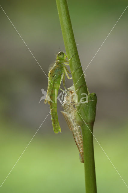 Gaffelwaterjuffer (Coenagrion scitulum)