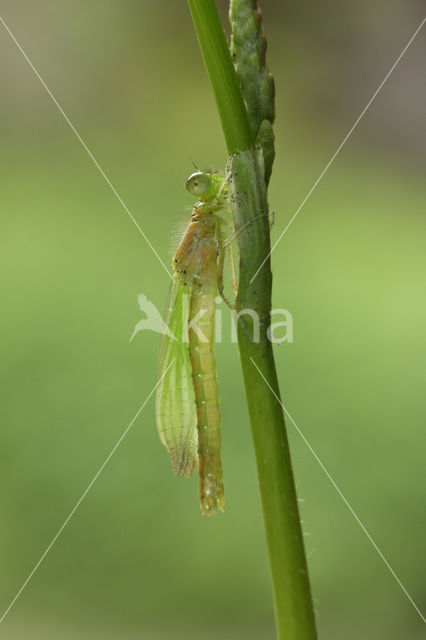 Gaffelwaterjuffer (Coenagrion scitulum)