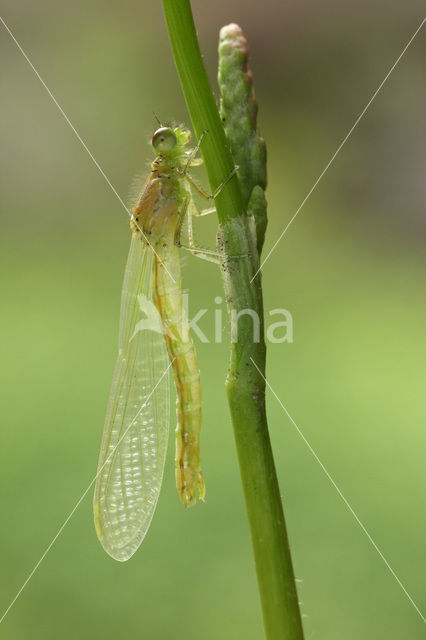 Gaffelwaterjuffer (Coenagrion scitulum)