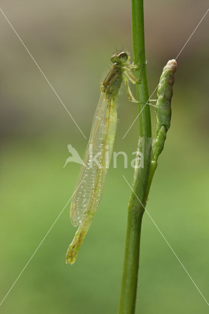 Gaffelwaterjuffer (Coenagrion scitulum)