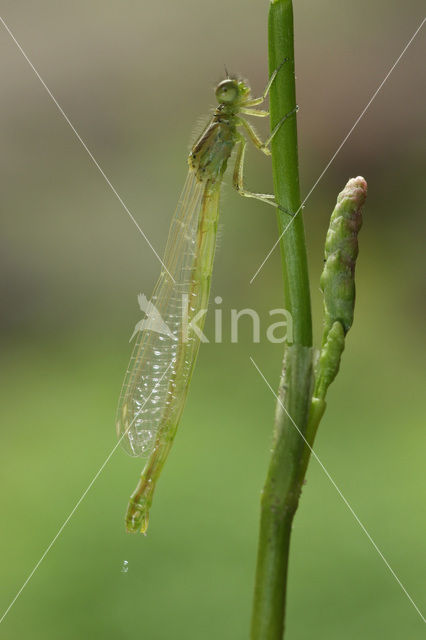 Gaffelwaterjuffer (Coenagrion scitulum)