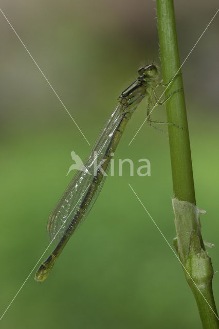 Gaffelwaterjuffer (Coenagrion scitulum)