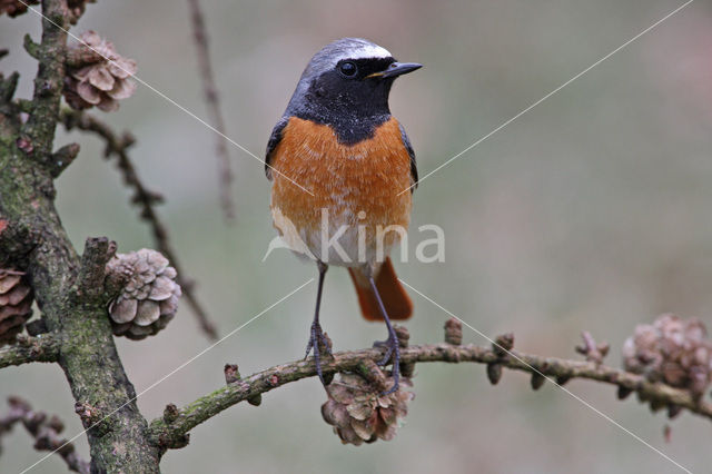 Gekraagde Roodstaart (Phoenicurus phoenicurus)