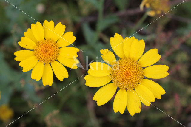 Gele ganzenbloem (Chrysanthemum segetum)