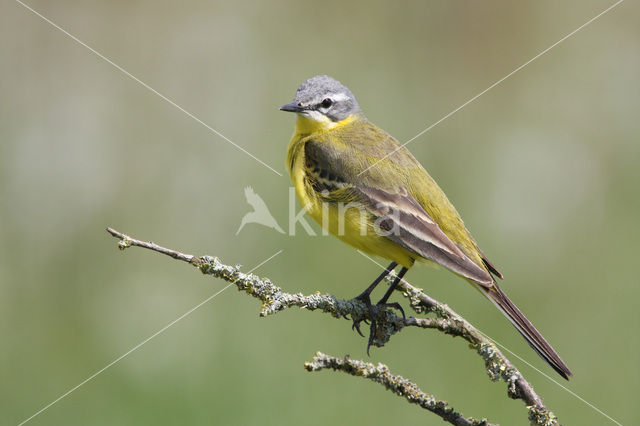 Gele Kwikstaart (Motacilla flava)