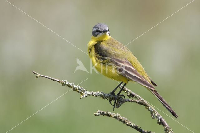 Gele Kwikstaart (Motacilla flava)