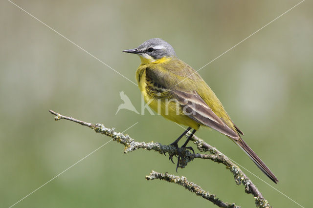 Gele Kwikstaart (Motacilla flava)