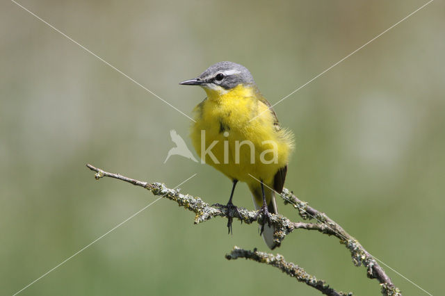 Gele Kwikstaart (Motacilla flava)