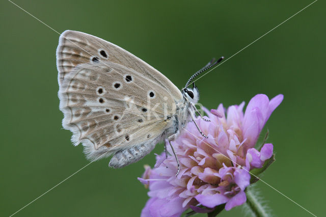 Getand blauwtje (Polyommatus daphnis)