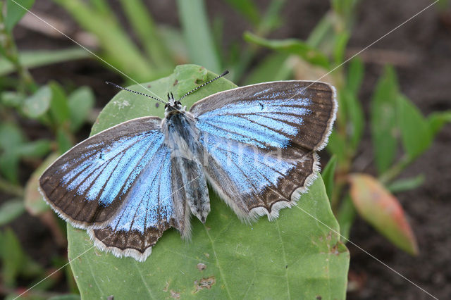 Getand blauwtje (Polyommatus daphnis)