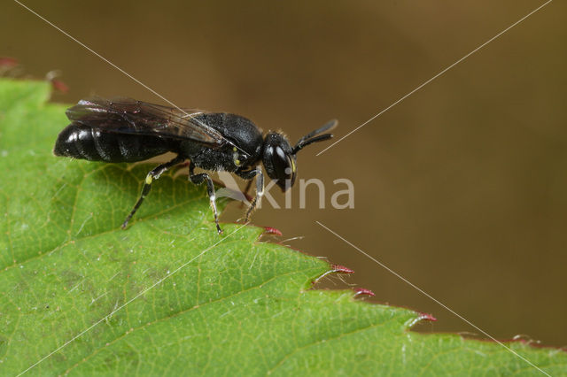 Gewone maskerbij (Hylaeus communis)