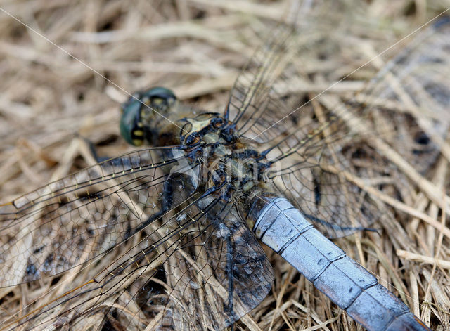 Gewone oeverlibel (Orthetrum cancellatum)