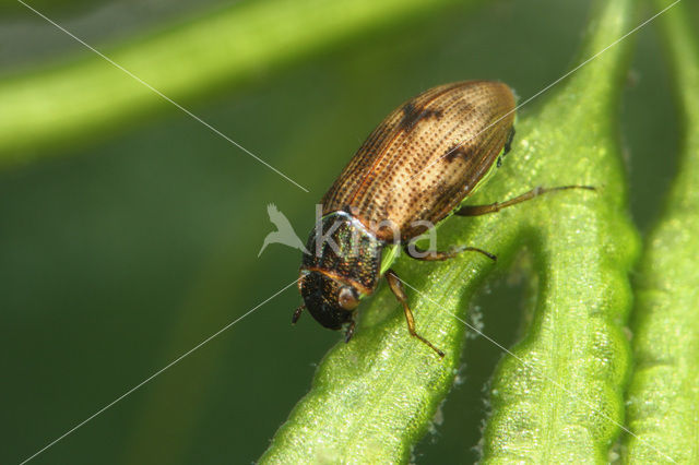 Gewone weerschijntreder (Helophorus brevipalpis)