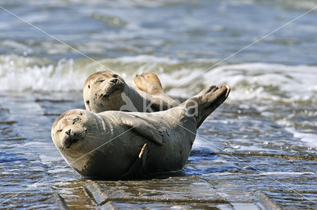 Gewone zeehond (Phoca vitulina)