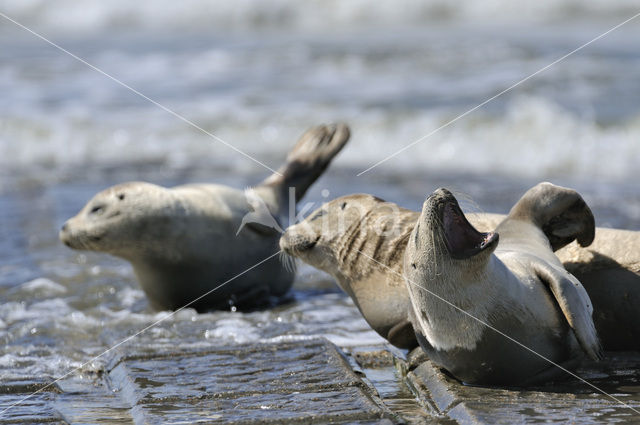 Gewone zeehond (Phoca vitulina)