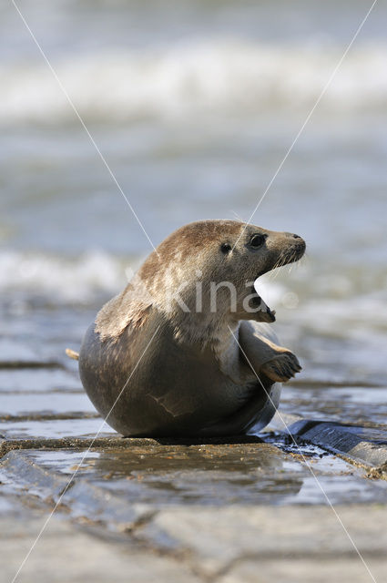 Gewone zeehond (Phoca vitulina)