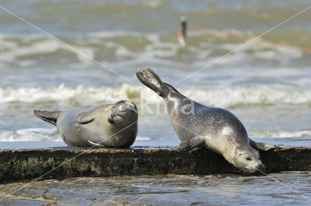 Gewone zeehond (Phoca vitulina)