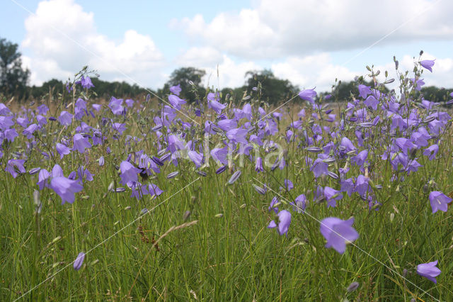 Grasklokje (Campanula rotundifolia)