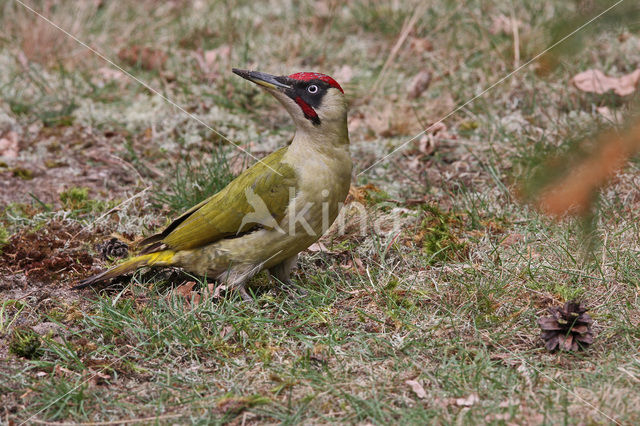 Groene Specht (Picus viridis)