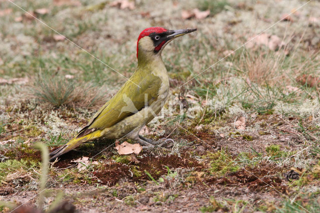 Groene Specht (Picus viridis)