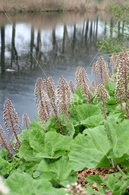 Groot hoefblad (Petasites hybridus)