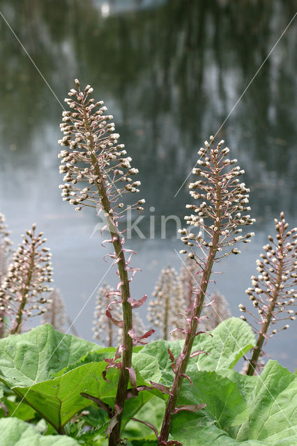 Groot hoefblad (Petasites hybridus)