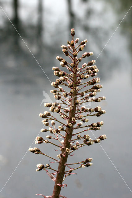 Groot hoefblad (Petasites hybridus)