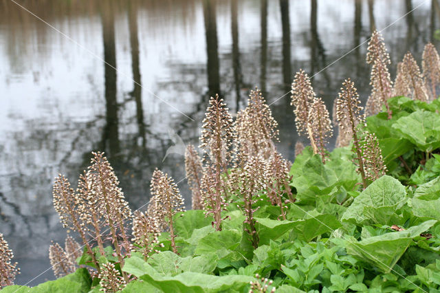 Groot hoefblad (Petasites hybridus)