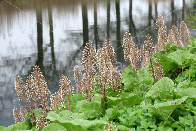 Groot hoefblad (Petasites hybridus)