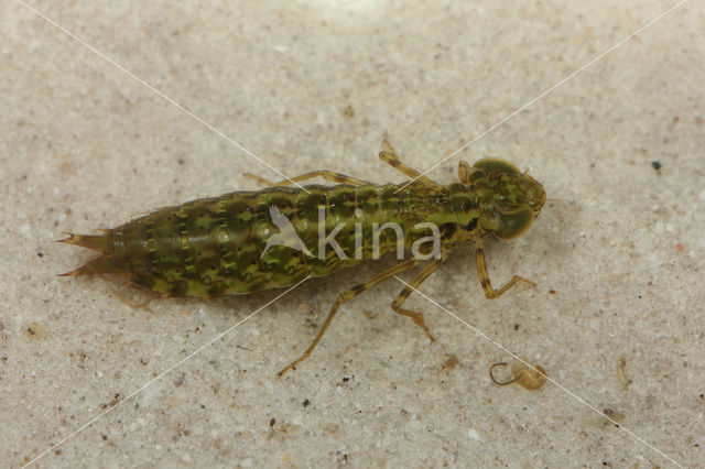 Grote keizerlibel (Anax imperator)