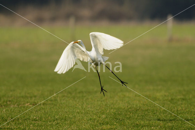 Grote zilverreiger (Casmerodius albus)