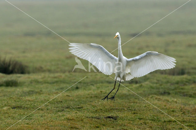 Grote zilverreiger (Casmerodius albus)