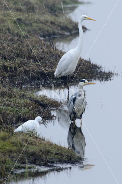 Grote zilverreiger (Casmerodius albus)