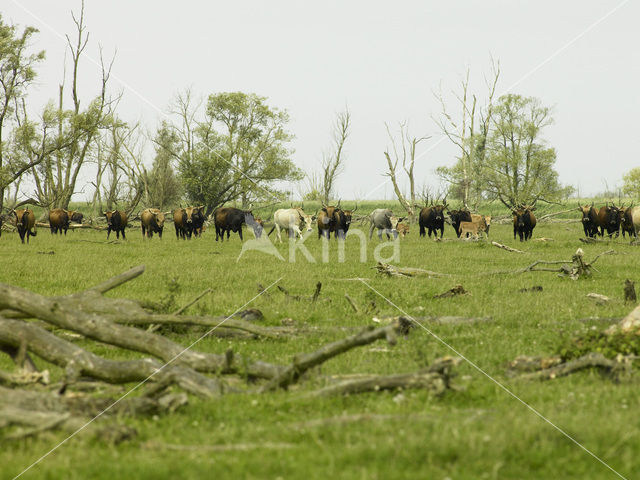 Heckrund (Bos taurus spp)