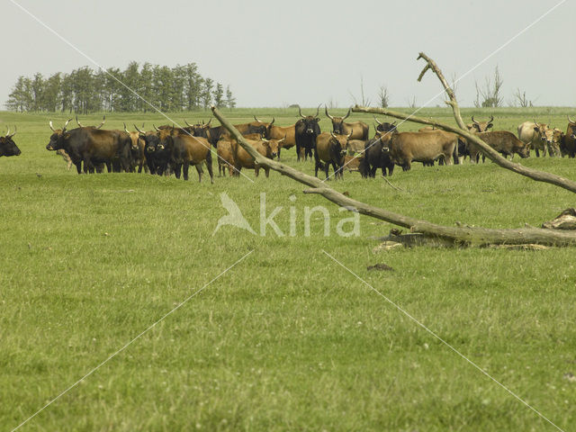 Heckrund (Bos taurus spp)