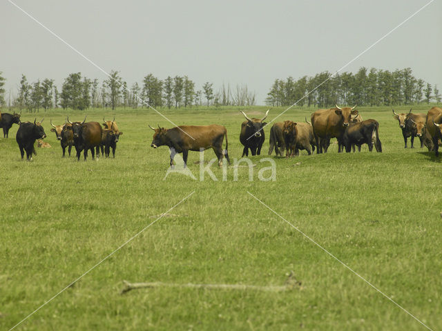 Heckrund (Bos taurus spp)