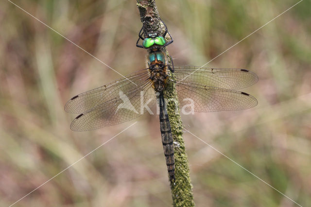 Hoogveenglanslibel (Somatochlora arctica)