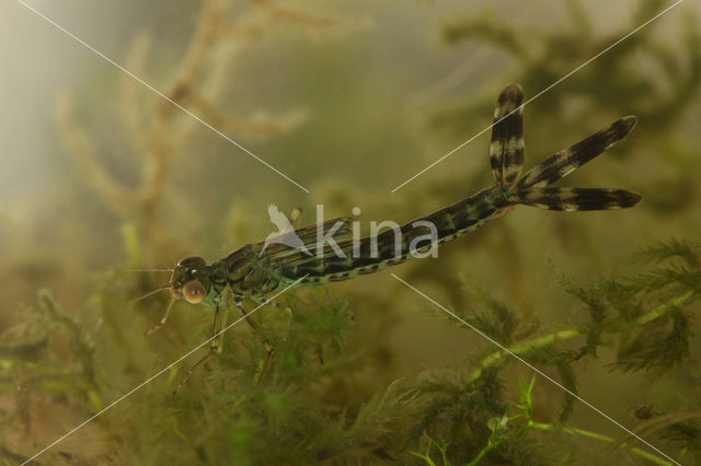 Houtpantserjuffer (Lestes viridis)