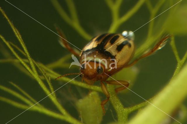 Hygrotus versicolor